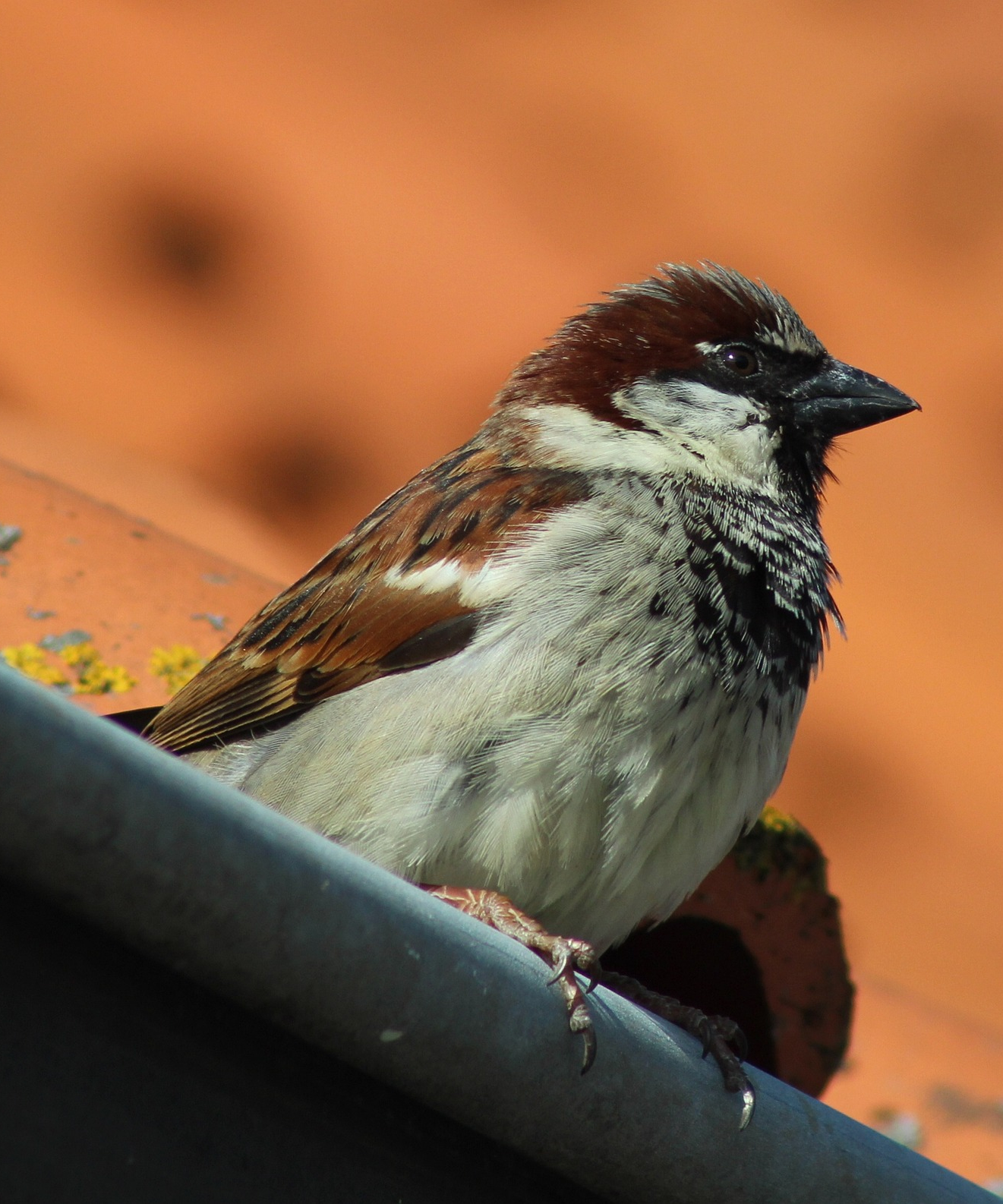 Natuurvriendelijk isoleren